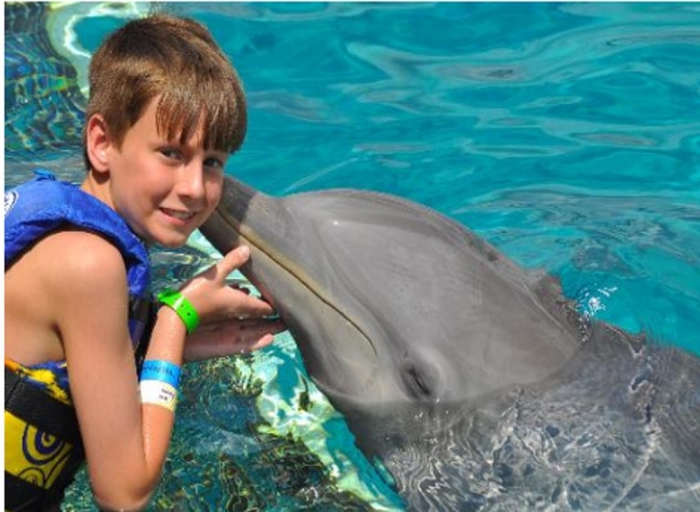  Um beijo de um golfinho